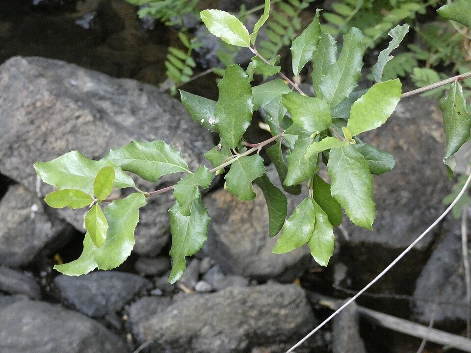 Rood bloeiende Crinodendron patagua struik met groene bladeren.