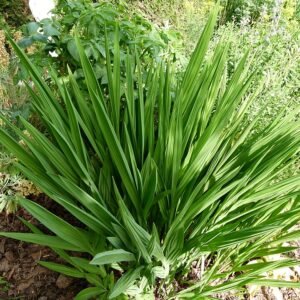 Rode Crocosmia bloemen in close-up op een zonnige dag.