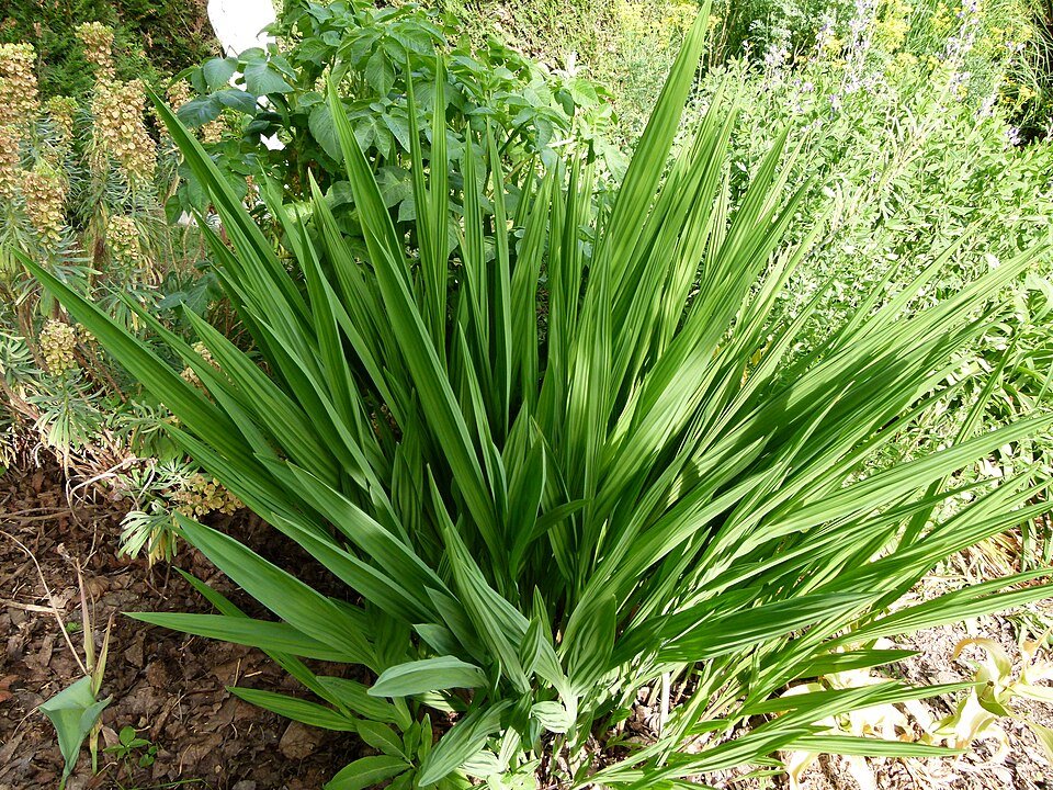 Rode Crocosmia bloemen in close-up op een zonnige dag.