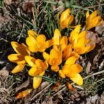 Gele krokus bloem op kleigrond in zonlicht.