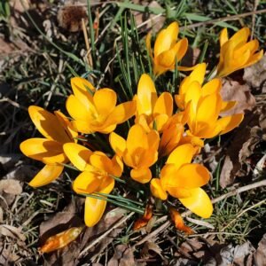 Gele krokus bloem op kleigrond in zonlicht.