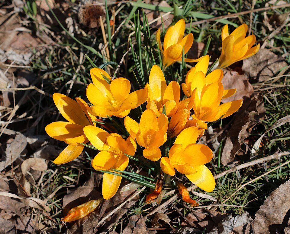 Gele krokus bloem op kleigrond in zonlicht.