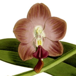 Botanische illustratie van Phalaenopsis marriottiana met paarse bloemen en groen blad.