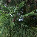 Japanse cederboom met groene naaldachtige bladeren en schorspatroon.