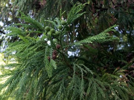 Japanse cederboom met groene naaldachtige bladeren en schorspatroon.