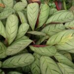 Ctenanthe burle-marxii plant met groen en crèmekleurig blad op witte achtergrond.