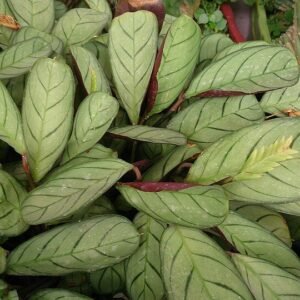 Ctenanthe burle-marxii plant met groen en crèmekleurig blad op witte achtergrond.