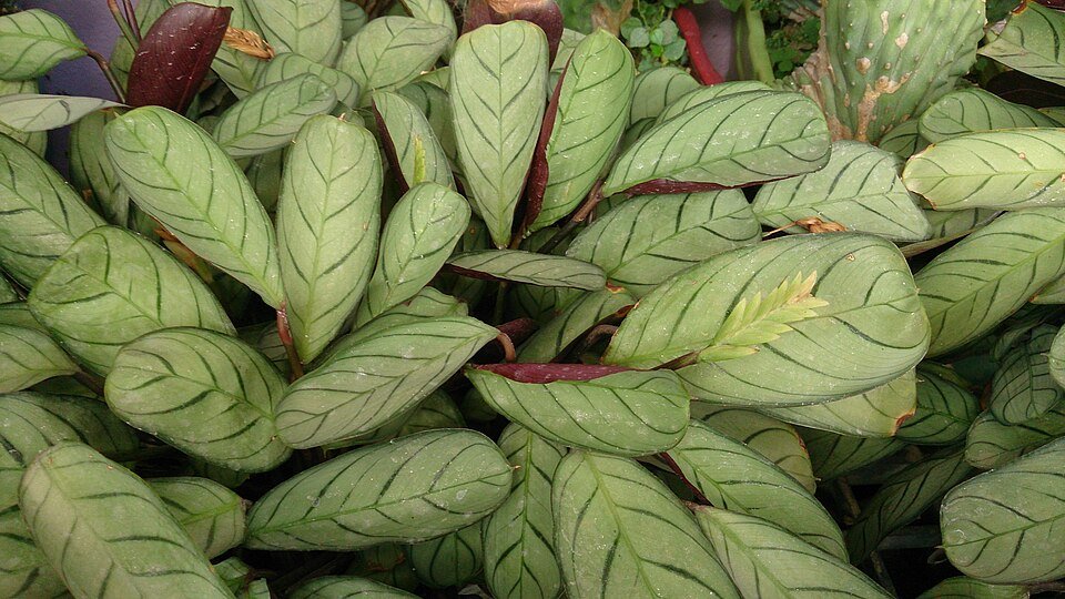 Ctenanthe burle-marxii plant met groen en crèmekleurig blad op witte achtergrond.