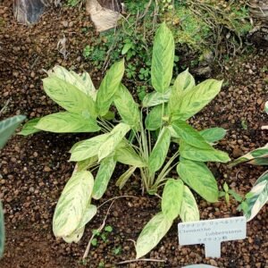 Ctenanthe lubbersiana plant met groene bladeren in Shinjuku Gyo-en Greenhouse, Tokyo, Japan.
