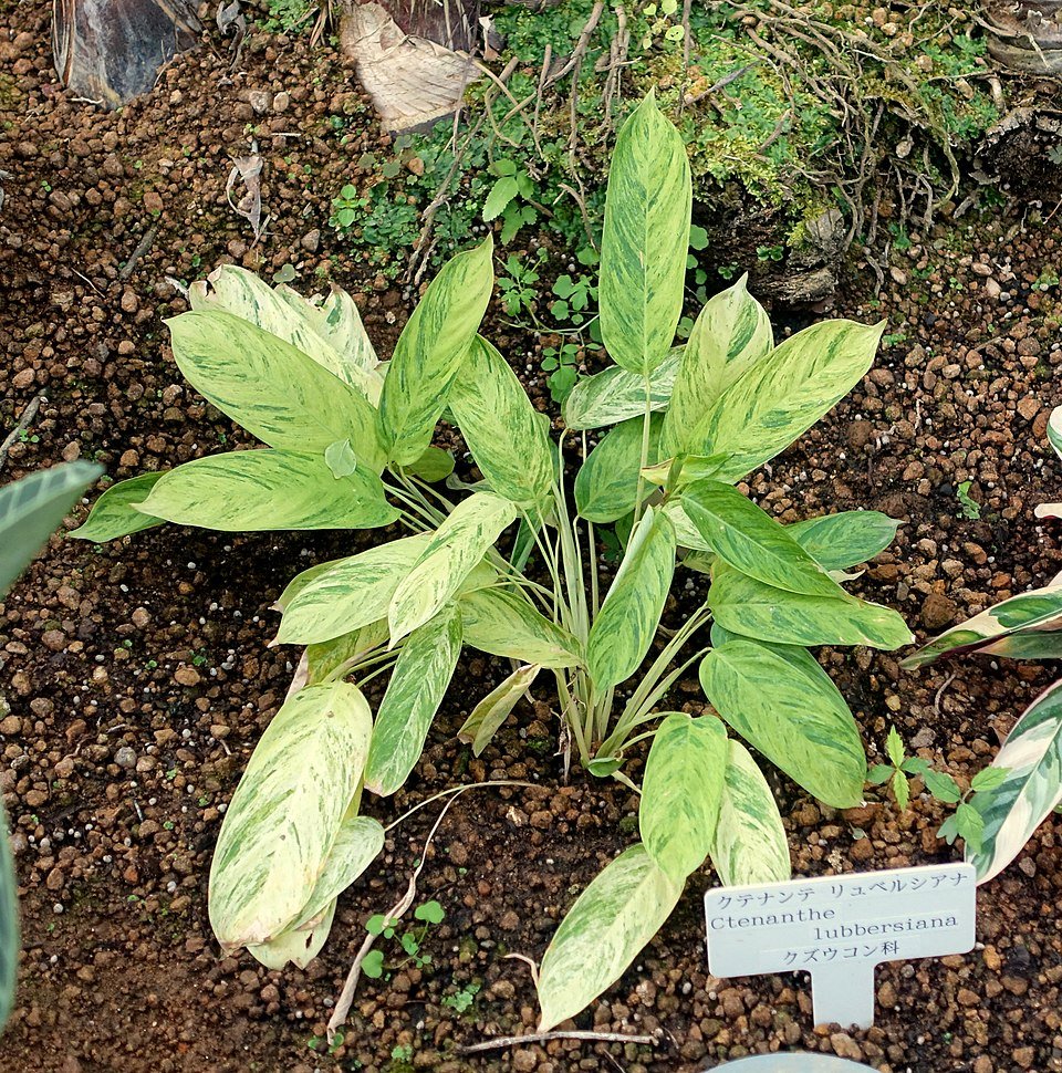 Ctenanthe lubbersiana plant met groene bladeren in Shinjuku Gyo-en Greenhouse, Tokyo, Japan.