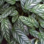 Ctenanthe oppenheimiana plant met groen gestreepte bladeren.