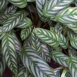 Ctenanthe oppenheimiana plant met groen gestreepte bladeren.