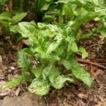 Italiaanse aronskelk jonge plant met groene gestreepte bladeren.