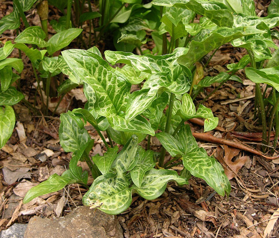 Italiaanse aronskelk jonge plant met groene gestreepte bladeren.
