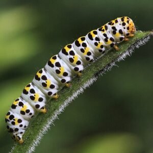 Rups van Kuifvlinder op blad, zandgrond, winterhard, schaduw.