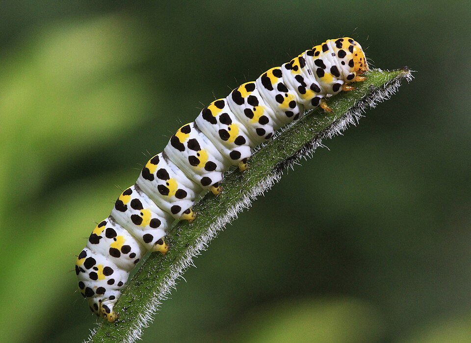 Rups van Kuifvlinder op blad, zandgrond, winterhard, schaduw.
