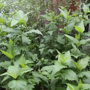 Silphium perfoliatum plant in a garden setting.