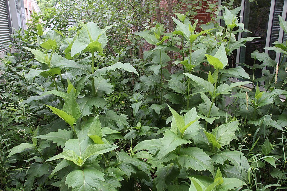 Silphium perfoliatum plant in a garden setting.