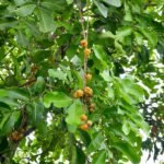 Cupaniopsis anacardioides plant met groene bladeren en rode bessen.