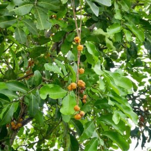 Cupaniopsis anacardioides plant met groene bladeren en rode bessen.