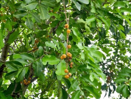 Cupaniopsis anacardioides plant met groene bladeren en rode bessen.