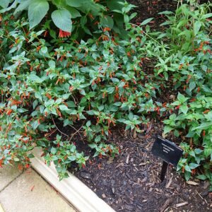 Rode Cuphea bloemen in Kew Gardens, Londen.