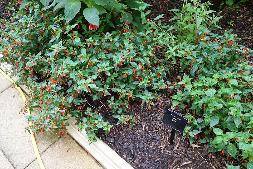 Rode Cuphea bloemen in Kew Gardens, Londen.