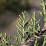 Cupressus forbesii boom met groen bladeren en schorspatroon.