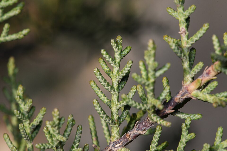 Cupressus forbesii boom met groen bladeren en schorspatroon.