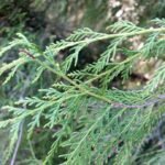 Cupressus funebris boom in Quarryhill Botanical Garden.