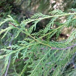 Cupressus funebris boom in Quarryhill Botanical Garden.