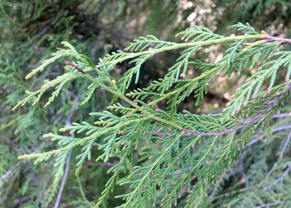 Cupressus funebris boom in Quarryhill Botanical Garden.