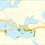 Italiaanse cipres boom met groenblijvende naalden en slanke vorm.