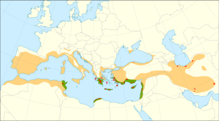 Italiaanse cipres boom met groenblijvende naalden en slanke vorm.