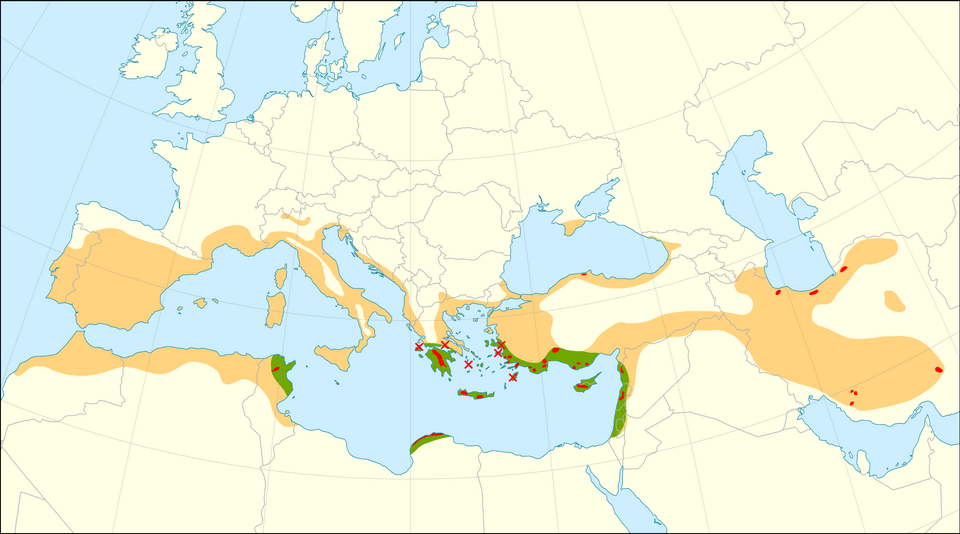 Italiaanse cipres boom met groenblijvende naalden en slanke vorm.