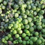 Kettingplant Senecio rowleyanus in hangende pot met ronde bladeren.