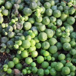 Kettingplant Senecio rowleyanus in hangende pot met ronde bladeren.