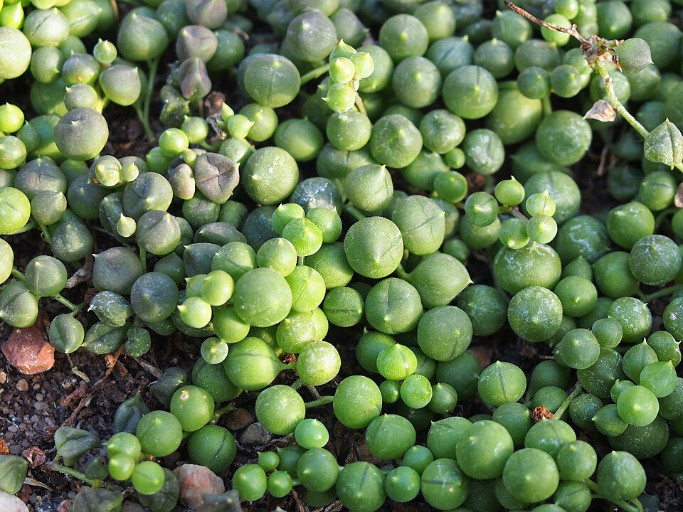 Kettingplant Senecio rowleyanus in hangende pot met ronde bladeren.