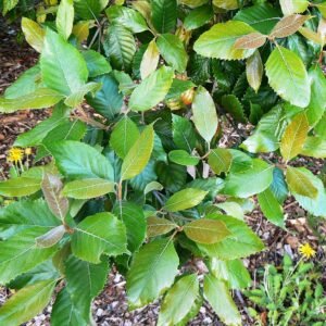 Curtisia dentata plant met glanzende, donkergroene bladeren in close-up.