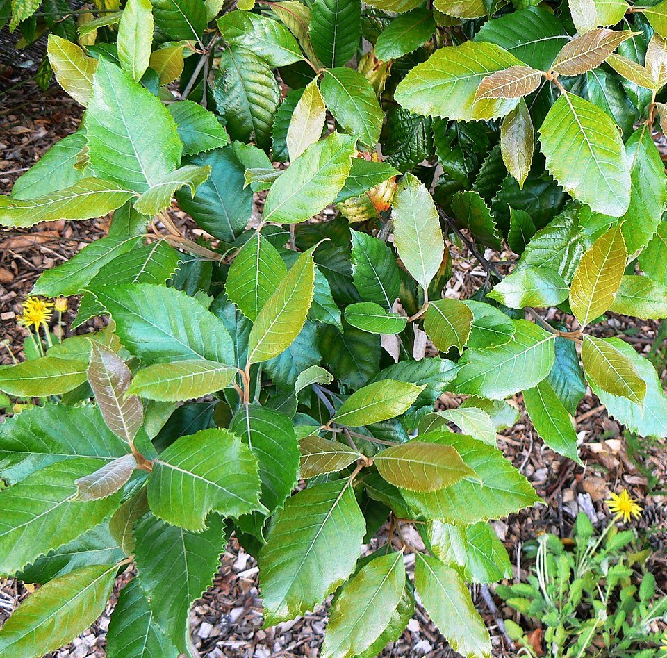 Curtisia dentata plant met glanzende, donkergroene bladeren in close-up.