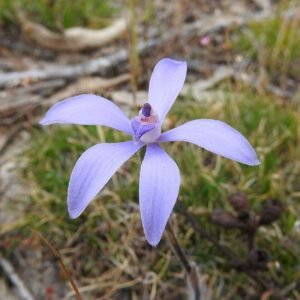 Cyanicula bloem met paarse bloemblaadjes en gele kern op groene stengel.