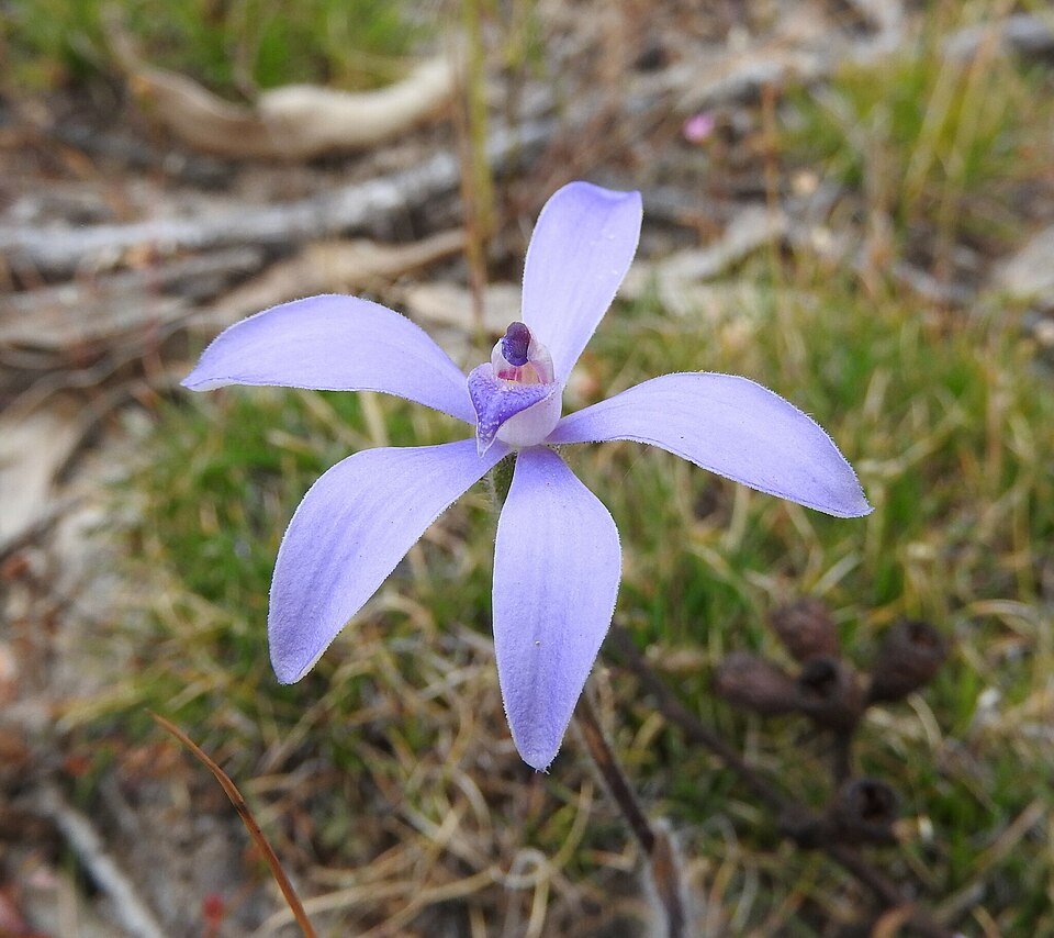 Cyanicula bloem met paarse bloemblaadjes en gele kern op groene stengel.