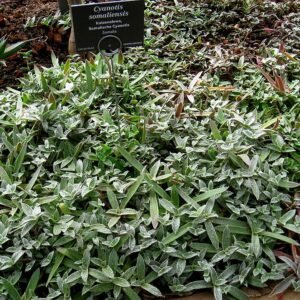 Afbeelding van Cyanotis somaliensis plant in Berlin Botanical Garden.