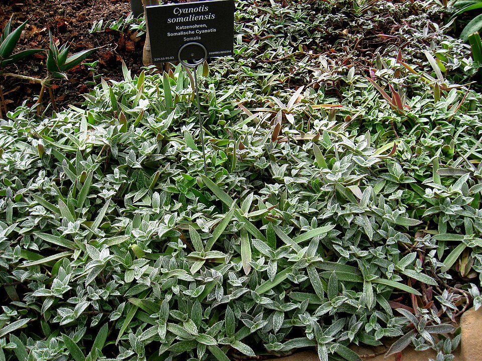 Afbeelding van Cyanotis somaliensis plant in Berlin Botanical Garden.