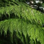 Grote varenplant met groen blad in schaduwrijke omgeving.