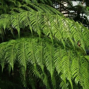 Grote varenplant met groen blad in schaduwrijke omgeving.