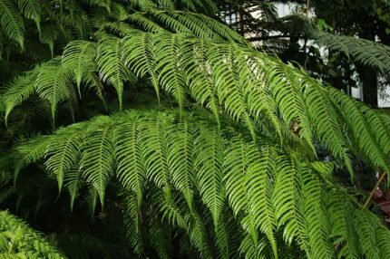 Grote varenplant met groen blad in schaduwrijke omgeving.