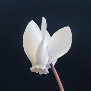 Cyclamen hederifolium bloeiende roze bloemen op groen blad.