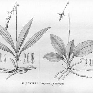 Cyclopogon bloemen met zilverachtige bladeren tegen botanische achtergrond.