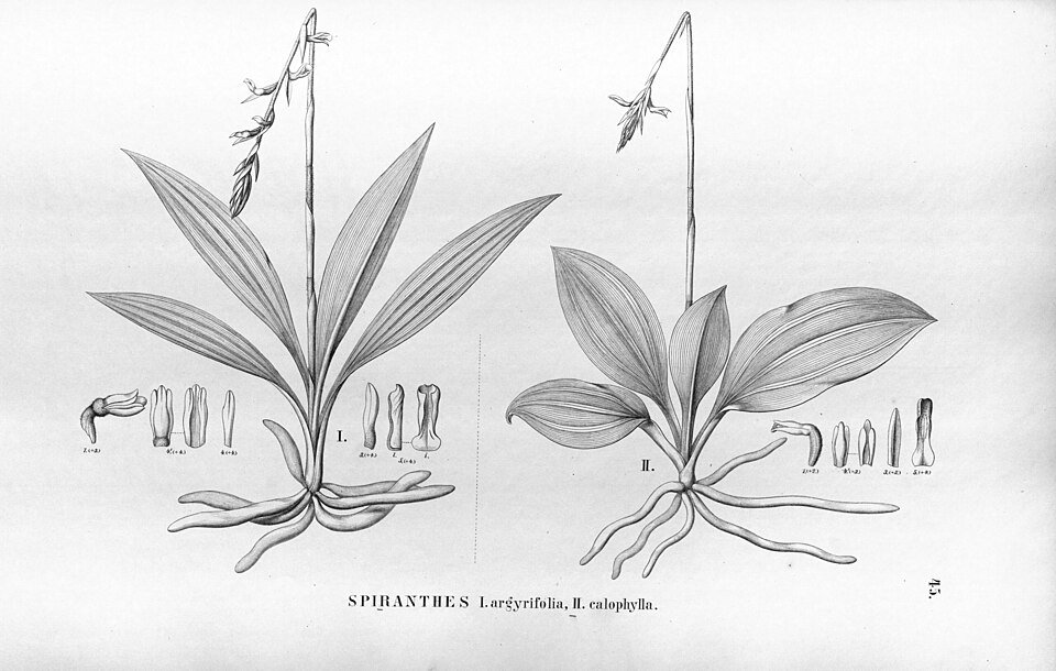 Cyclopogon bloemen met zilverachtige bladeren tegen botanische achtergrond.